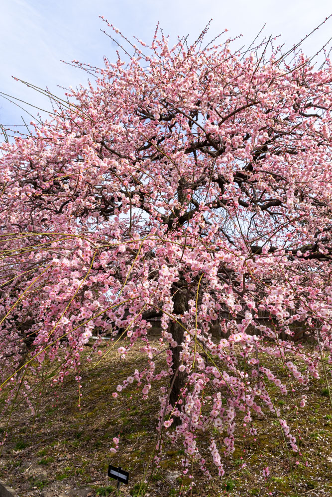 愛知県植木センター、梅、3月春の花、愛知県稲沢市の観光・撮影スポットの名所