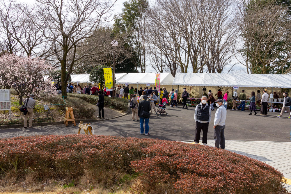愛知県植木センター、梅、3月春の花、愛知県稲沢市の観光・撮影スポットの名所