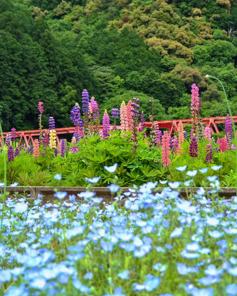 洲原ひまわりの里、ネモフィラ、5月夏の花、岐阜県美濃市の観光・撮影スポットの画像と写真
