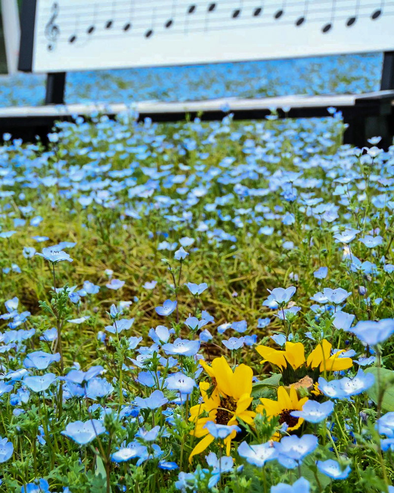 洲原ひまわりの里、ネモフィラ、5月夏の花、岐阜県美濃市の観光・撮影スポットの画像と写真