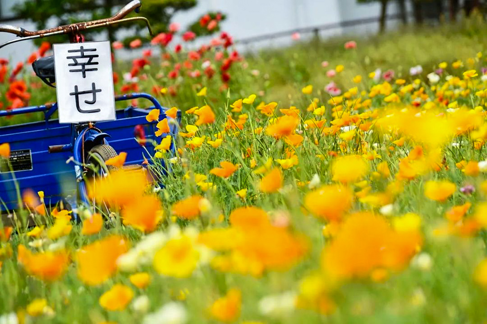 洲原ひまわりの里、ポピー、5月夏の花、岐阜県美濃市の観光・撮影スポットの画像と写真