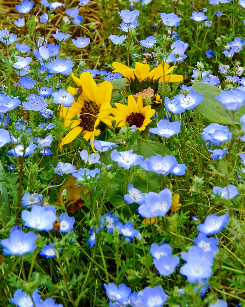 洲原ひまわりの里、ネモフィラ、5月夏の花、岐阜県美濃市の観光・撮影スポットの画像と写真