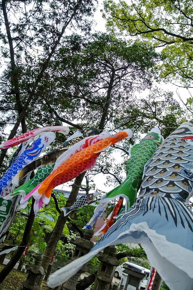 熊野神社、鯉のぼり、4月春、愛知県東海市の観光・撮影スポットの名所