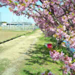 半ノ木川河津桜、3月春、愛知県犬山市羽黒の観光・撮影スポットの名所