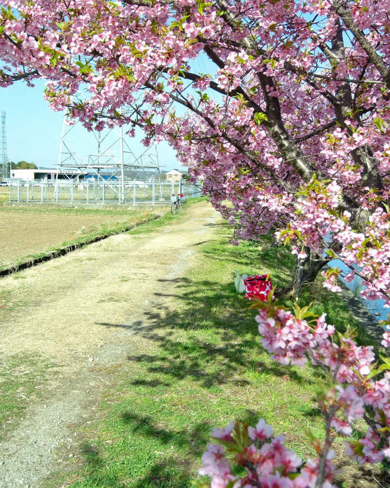 半ノ木川河津桜、3月春、愛知県犬山市羽黒の観光・撮影スポットの名所