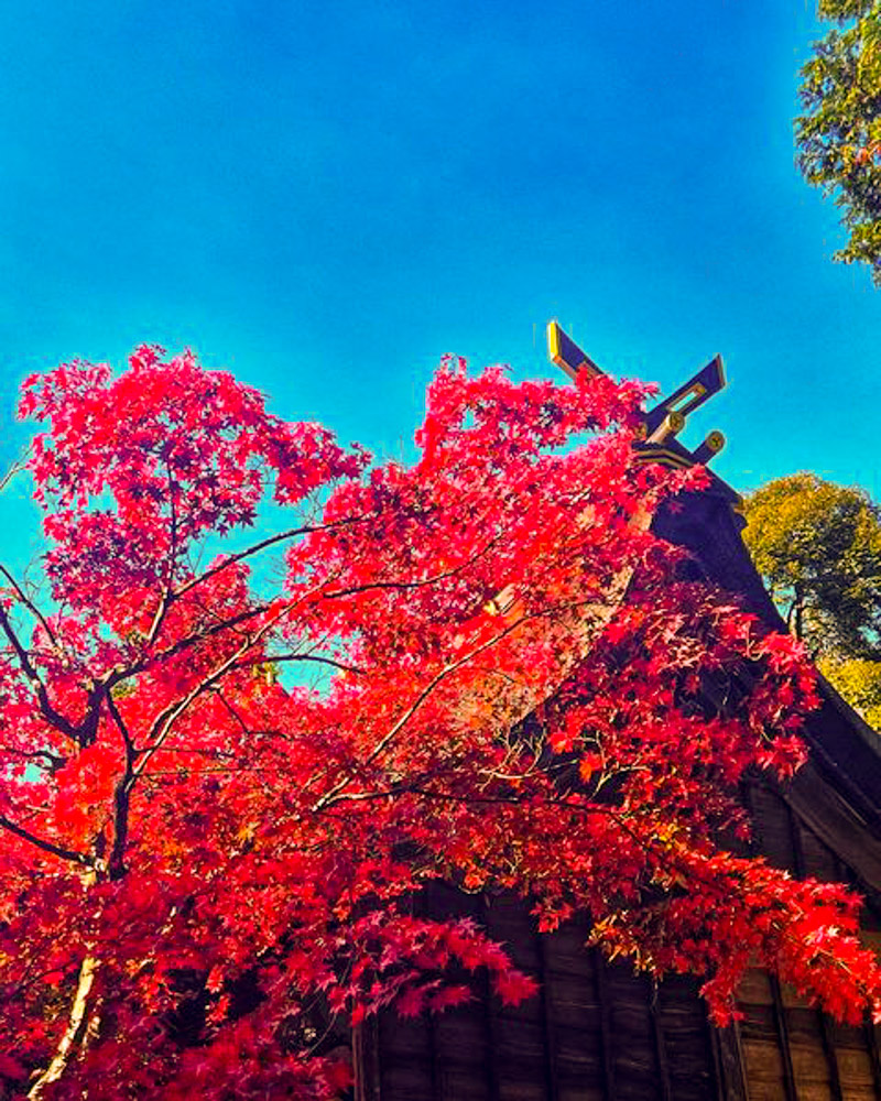 胡宮神社 、紅葉、11月秋、滋賀県愛知郡の観光・撮影スポットの名所