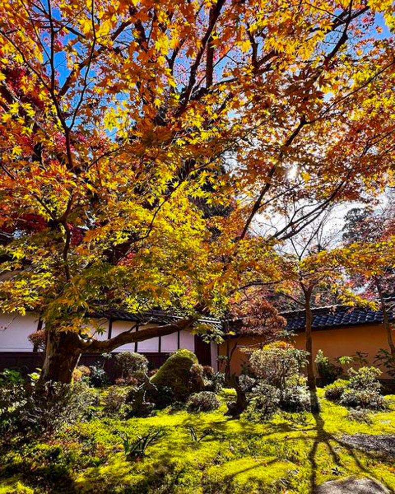 槙尾山西明寺 、紅葉、11秋、京都府京都市の観光・撮影スポットの名所