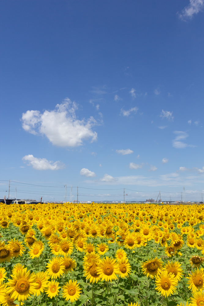 にいみ農園ひまわり畑、とまと農家、7月夏の花、愛知県碧南市の観光・撮影スポットの名所