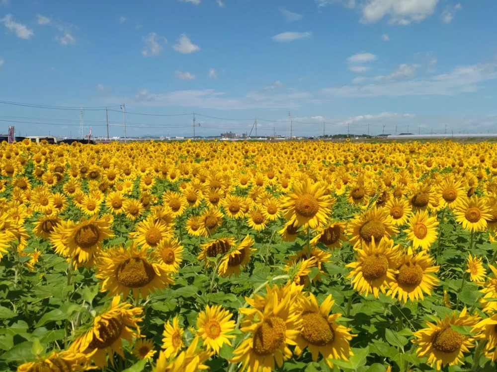 にいみ農園ひまわり畑、とまと農家、7月夏の花、愛知県碧南市の観光・撮影スポットの名所