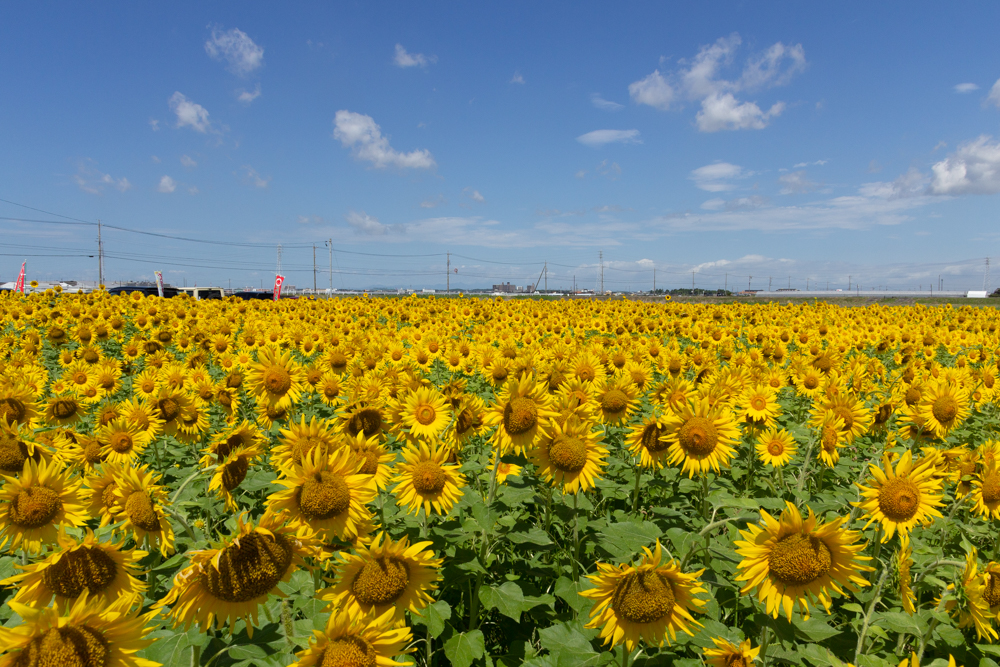 にいみ農園ひまわり畑、とまと農家、7月夏の花、愛知県碧南市の観光・撮影スポットの名所