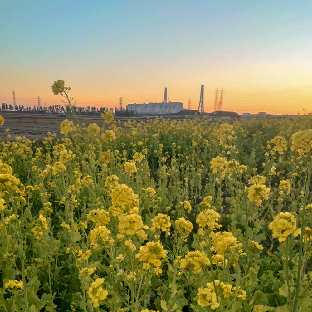 碧南市火力発電所と菜の花畑、１月春の花、愛知県碧南市の観光・撮影スポットの名所