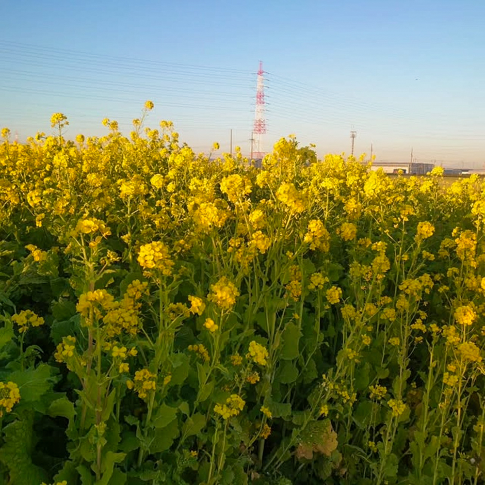 碧南市火力発電所と菜の花畑、１月春の花、愛知県碧南市の観光・撮影スポットの名所