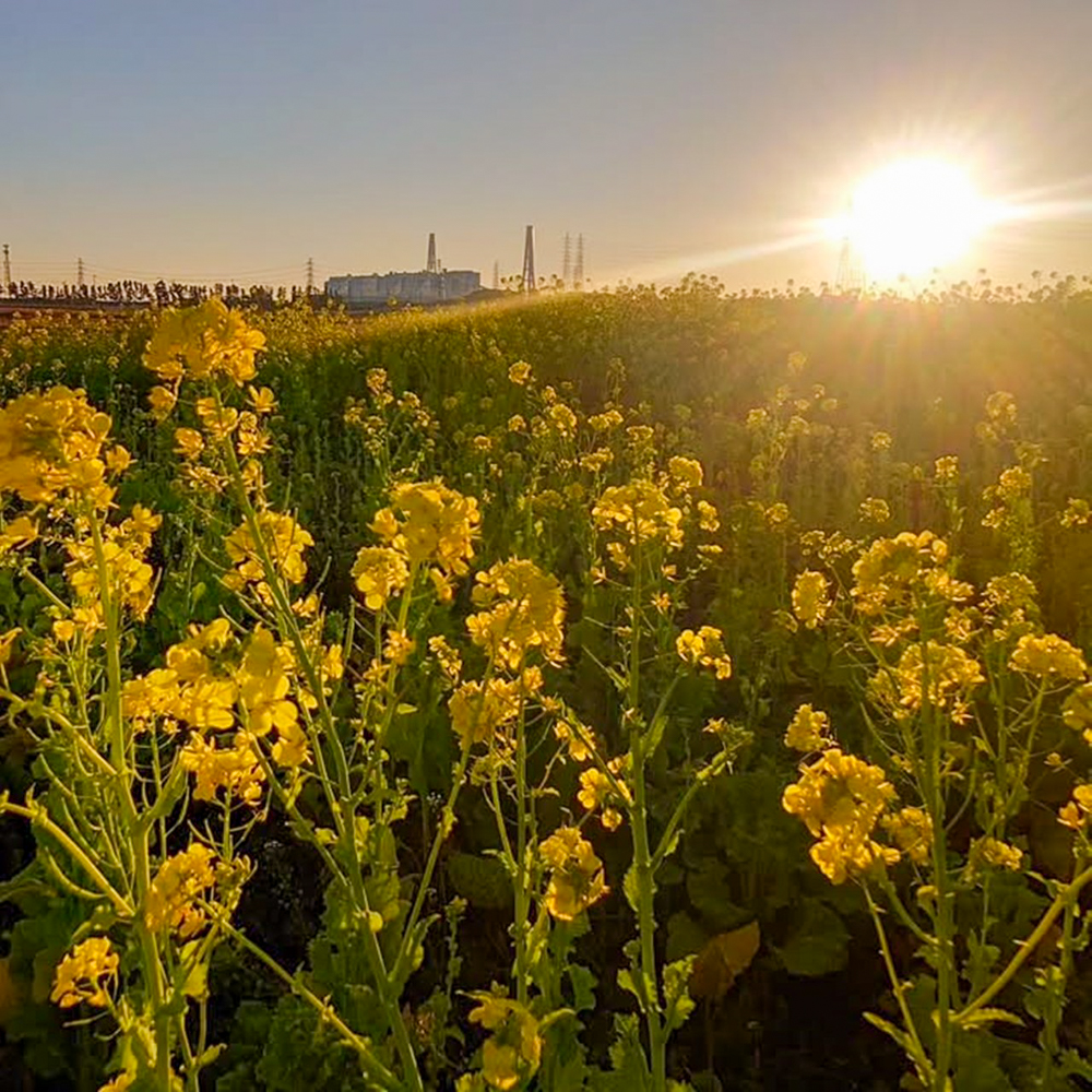 碧南市火力発電所と菜の花畑、１月春の花、愛知県碧南市の観光・撮影スポットの名所夏の花、愛知県碧南市の観光・撮影スポットの名所