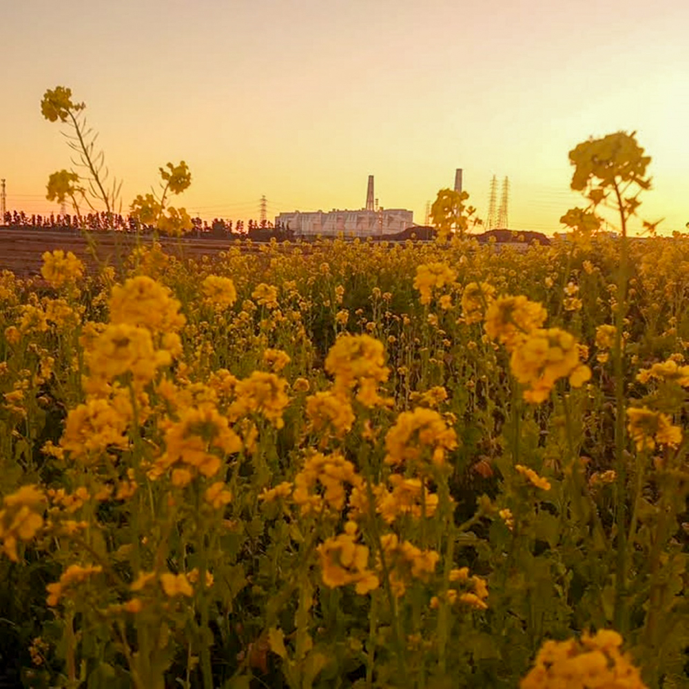 碧南市火力発電所と菜の花畑、１月春の花、愛知県碧南市の観光・撮影スポットの名所