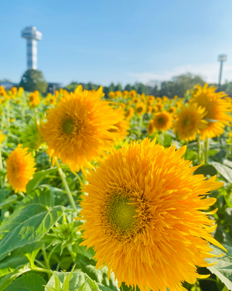 木曽三川公園センター、ひまわり、8月の夏の花、岐阜県海津市の観光・撮影スポットの画像と写真