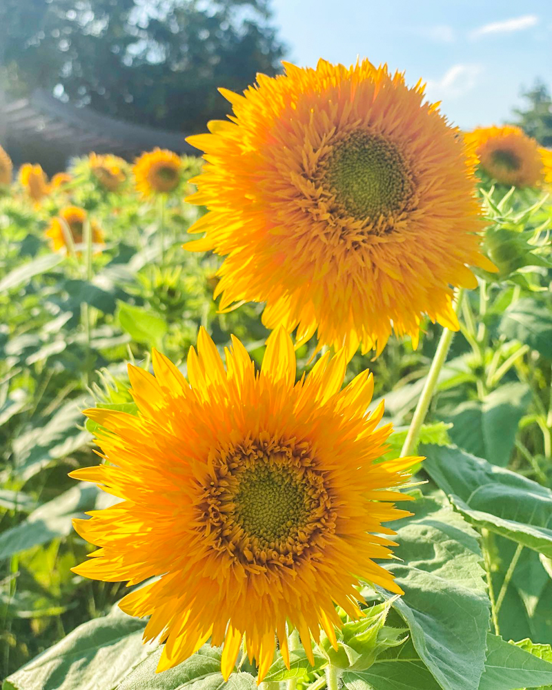 木曽三川公園センター、ひまわり、8月の夏の花、岐阜県海津市の観光・撮影スポットの画像と写真
