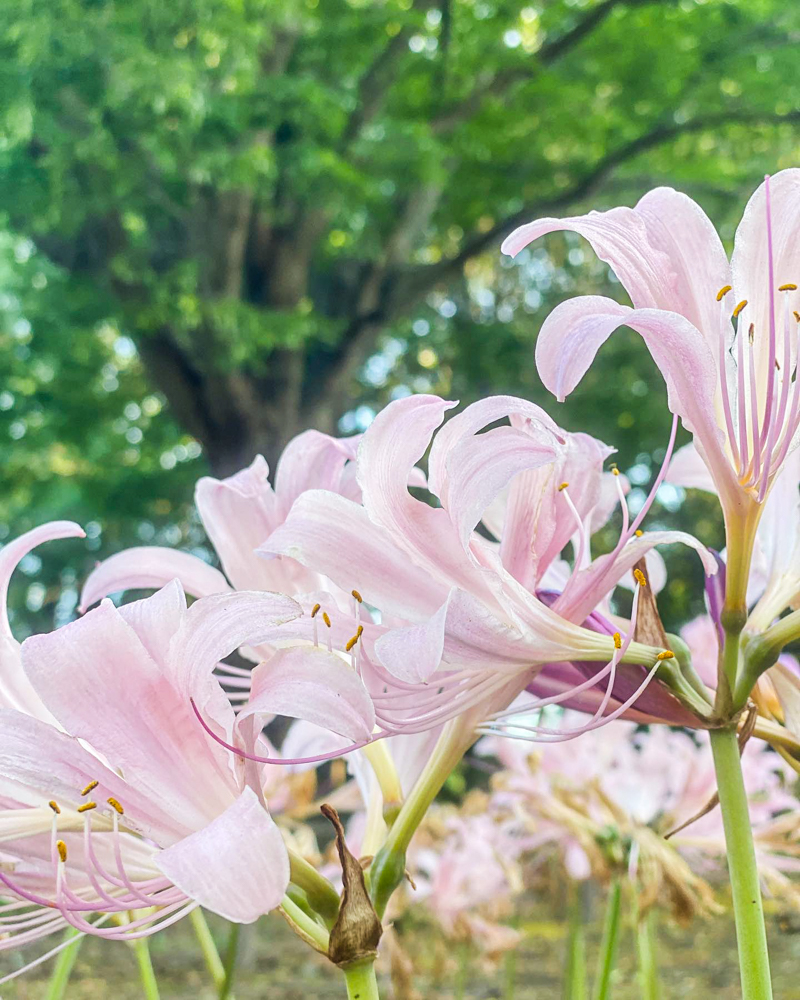 木曽三川公園センター、夏水仙、8月の夏の花、岐阜県海津市の観光・撮影スポットの画像と写真