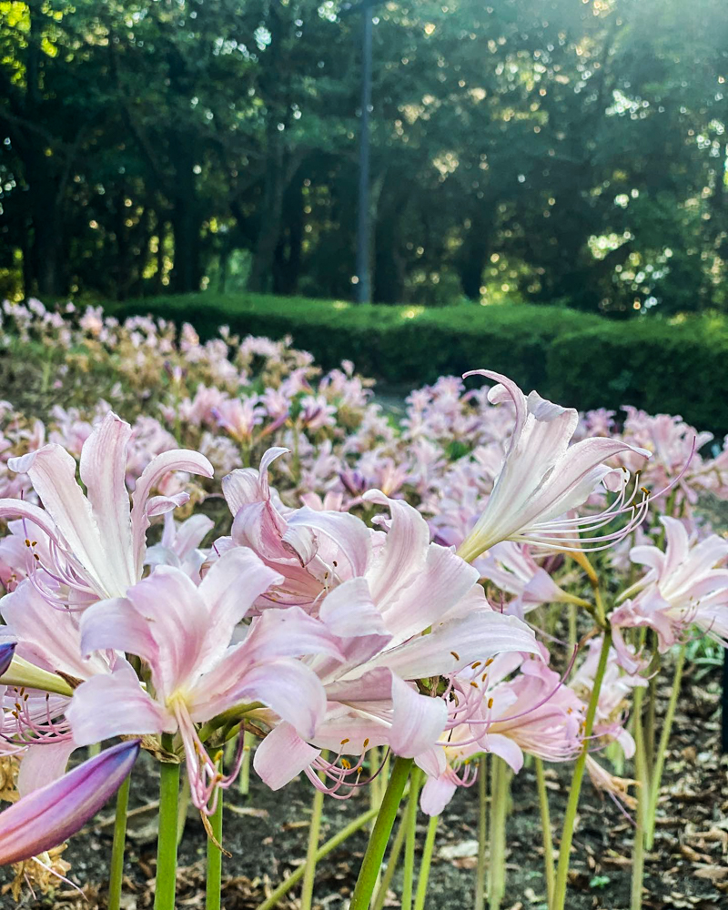 木曽三川公園センター、夏水仙、8月の夏の花、岐阜県海津市の観光・撮影スポットの画像と写真