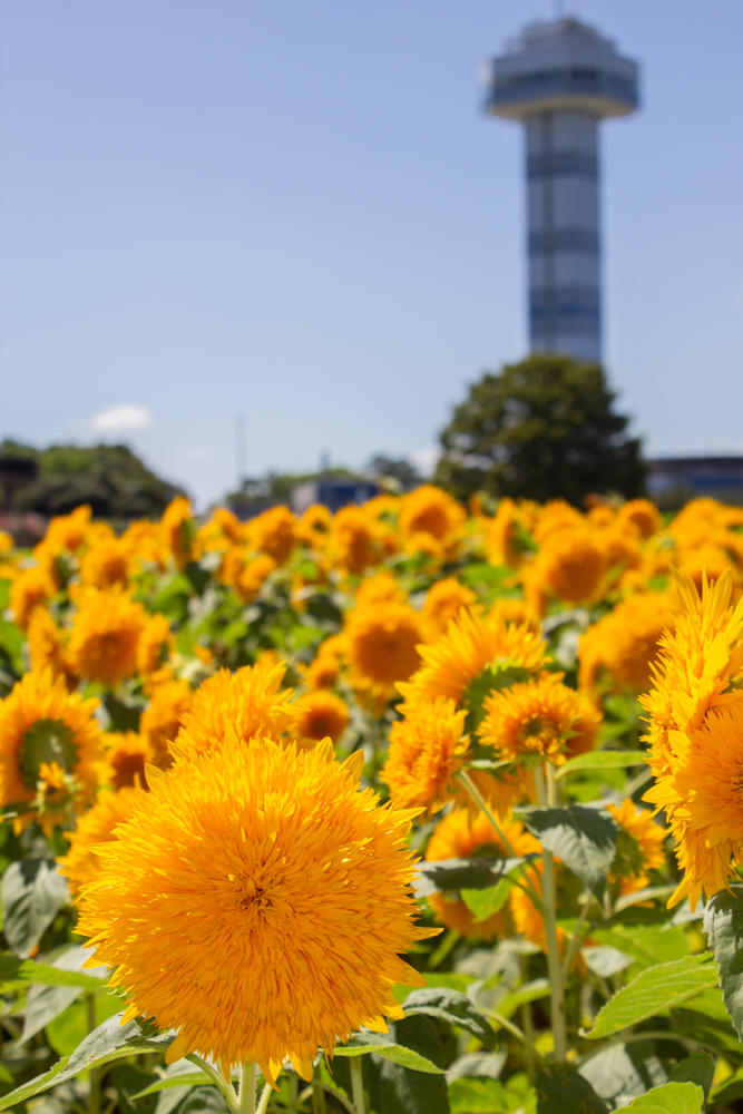 木曽三川公園センター、ひまわり、8月の秋の花、岐阜県海津市の観光・撮影スポットの画像と写真