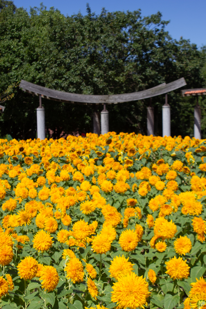木曽三川公園センター、ひまわり、8月の秋の花、岐阜県海津市の観光・撮影スポットの画像と写真