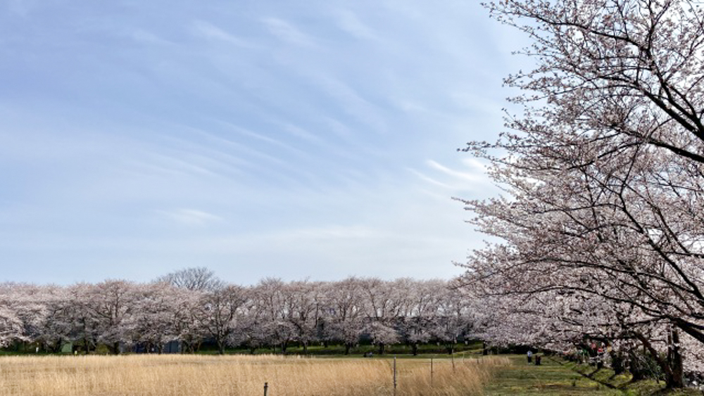 あらた坂（山室の桜並木)） 、桜 、４月の春の花、福井県あわら市の観光・撮影スポット