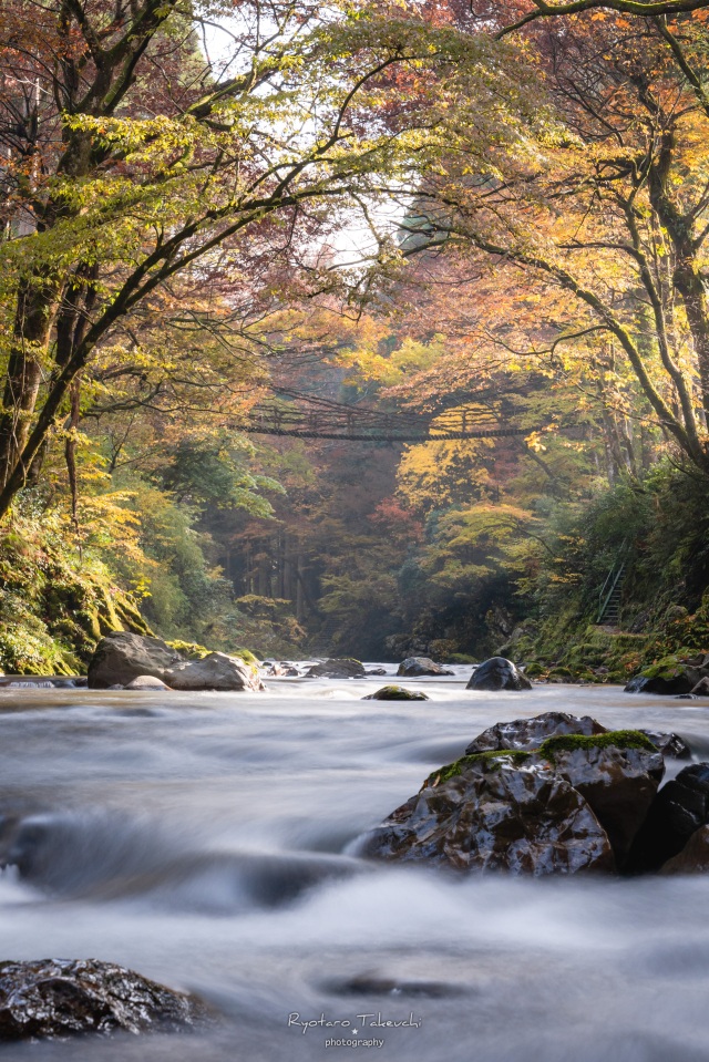 かずら橋、紅葉、１１月秋、福井県今立郡の観光・撮影スポット