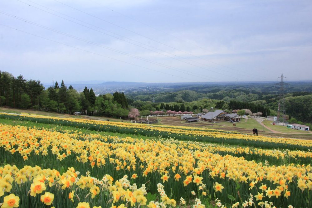 せんだん山水仙そば祭り、４月春の花、富山県砺波市の観光・撮影スポット