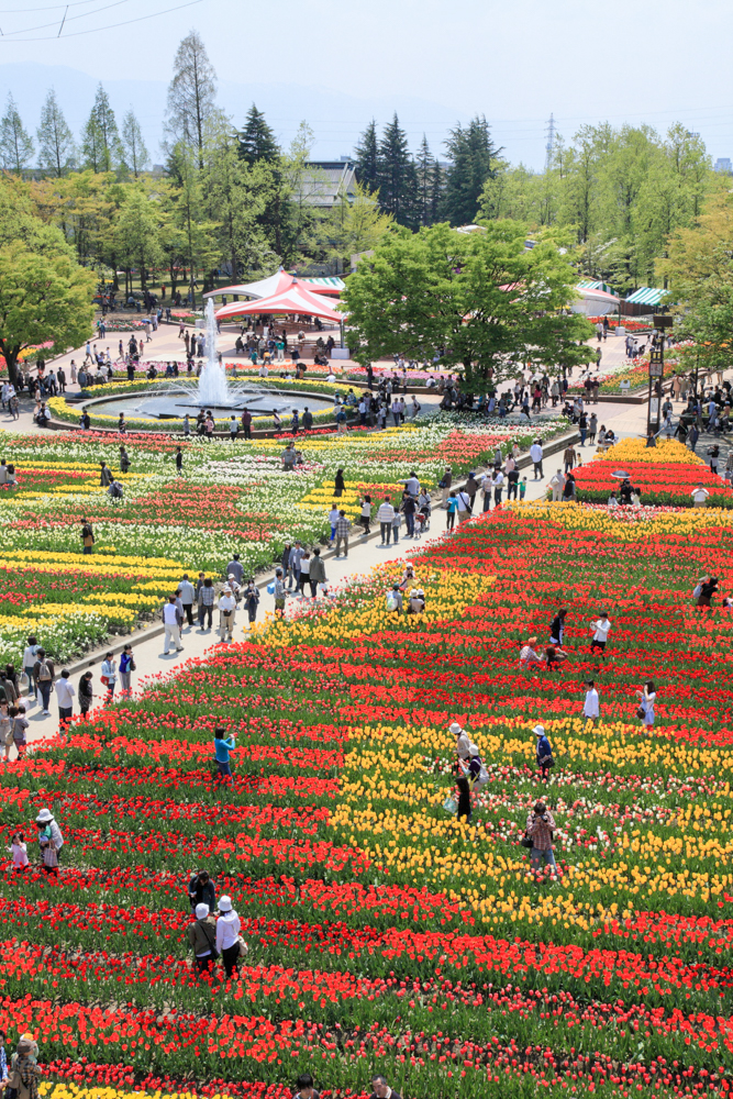 となみチューリップフェア、４月春の花、富山県砺波市の観光・撮影スポット