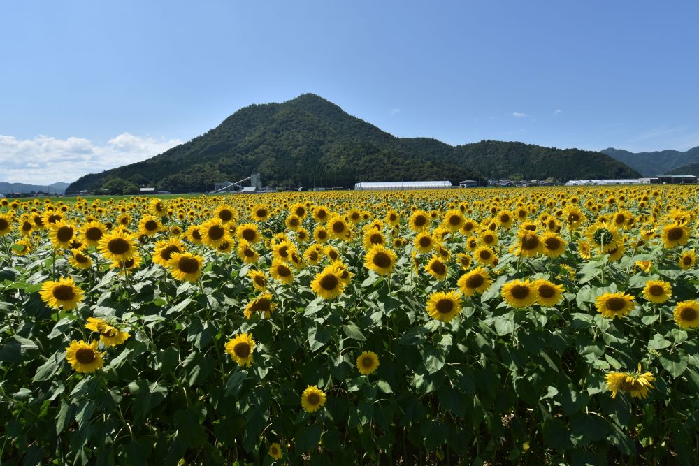 みやがわひまわり畑、７月夏の花、福井県小浜市の観光・撮影スポット