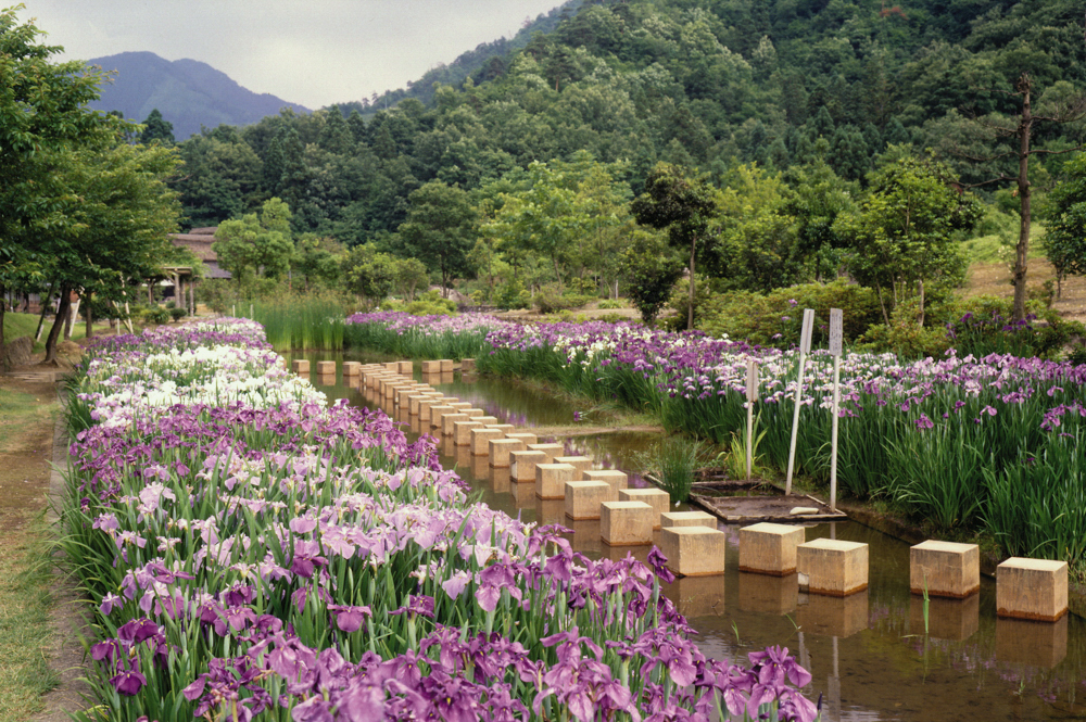 万葉の里 味真野苑、花しょうぶ園 、６月の春の花、福井県越前市の観光・撮影スポット