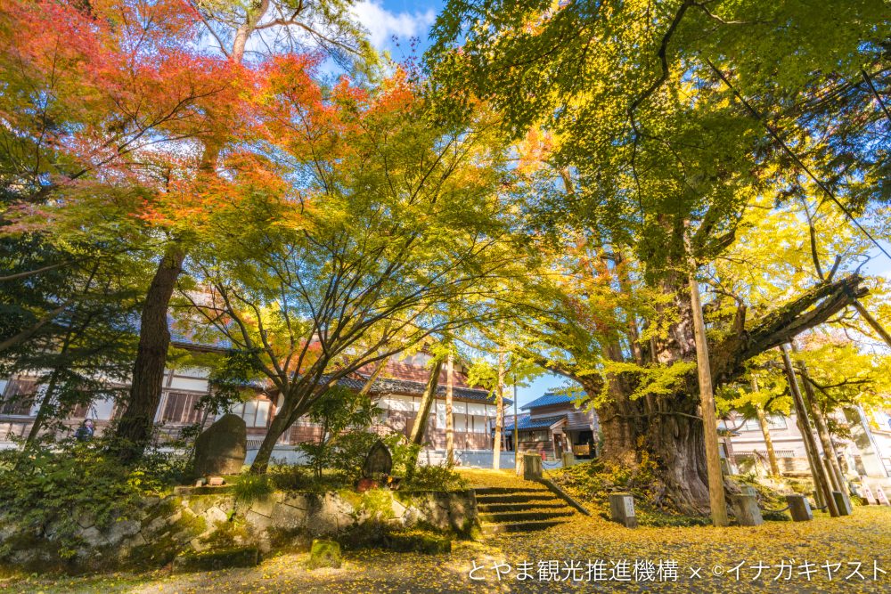 上日寺のイチョウ、１１月秋、富山県氷見市の観光・撮影スポット