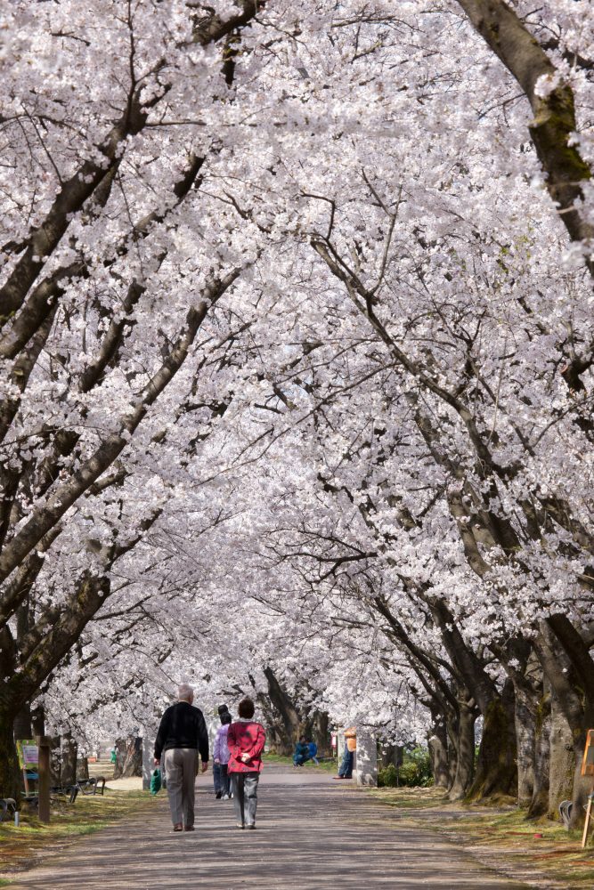 富山県中央植物園、桜 、４月の春の花、富山県富山市の観光・撮影スポット