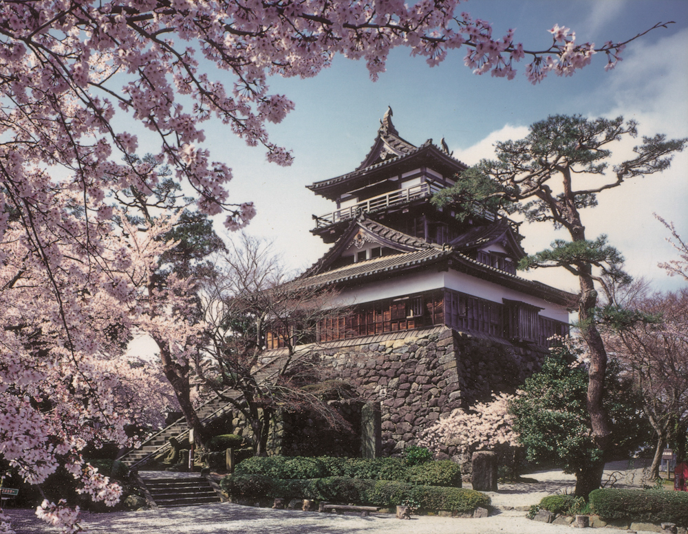 丸岡城 、桜 、４月の春の花、福井県越前市の観光・撮影スポット