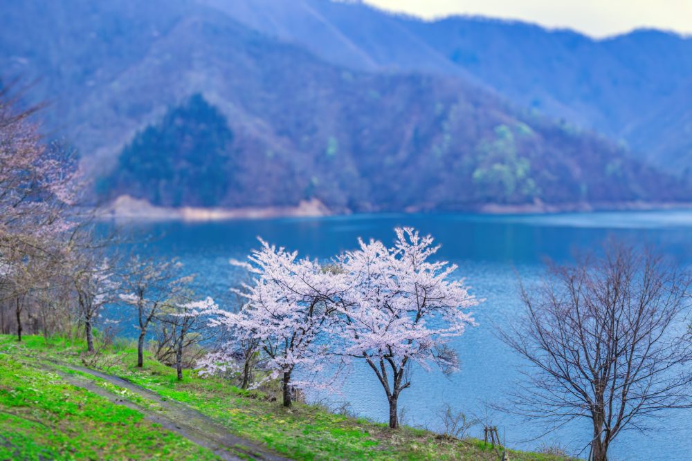九頭竜湖、４月の春の花、福井県福井市の観光・撮影スポット