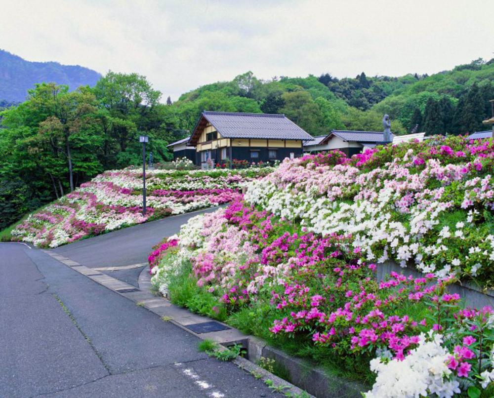 五色山公園、つつじ、５月の春の花、福井県大飯郡の観光・撮影スポット