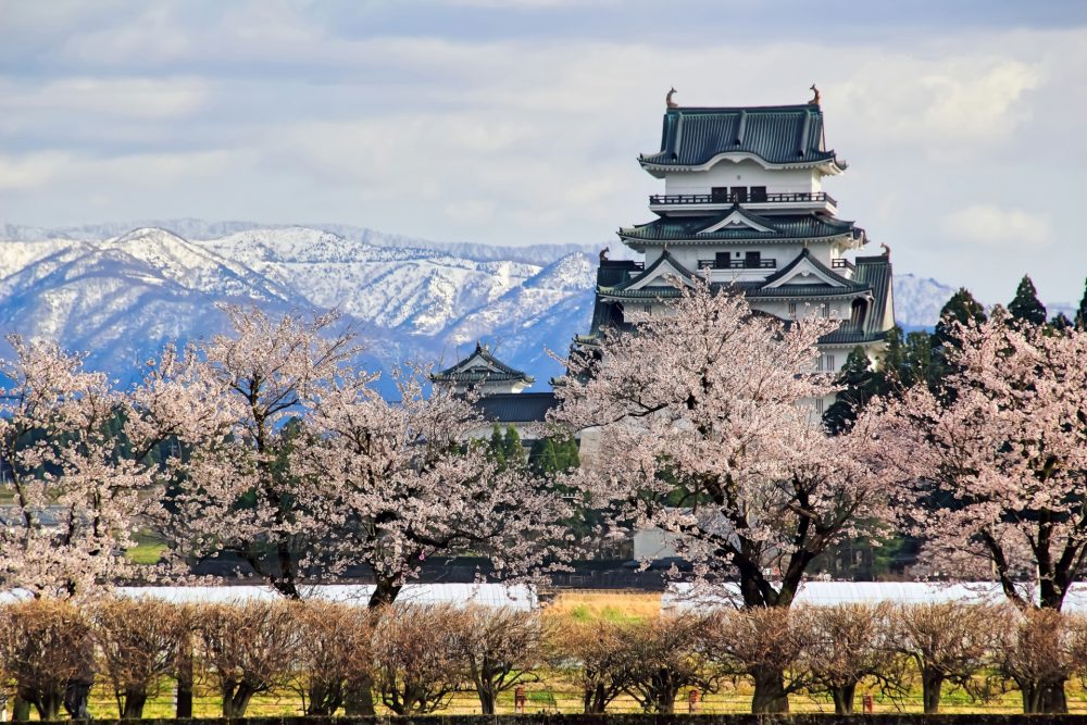 勝山城博物館 、桜 、４月の春の花、福井県勝山市の観光・撮影スポット