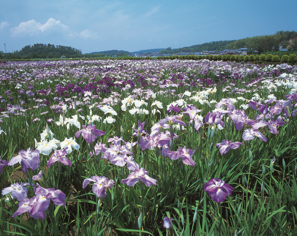 北潟湖畔花菖蒲園、５月の春の花、福井県あわら市の観光・撮影スポット