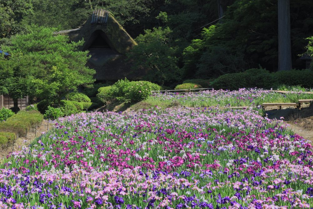 千古の家、花しょうぶ、６月夏の花、福井県坂井市の観光・撮影スポット