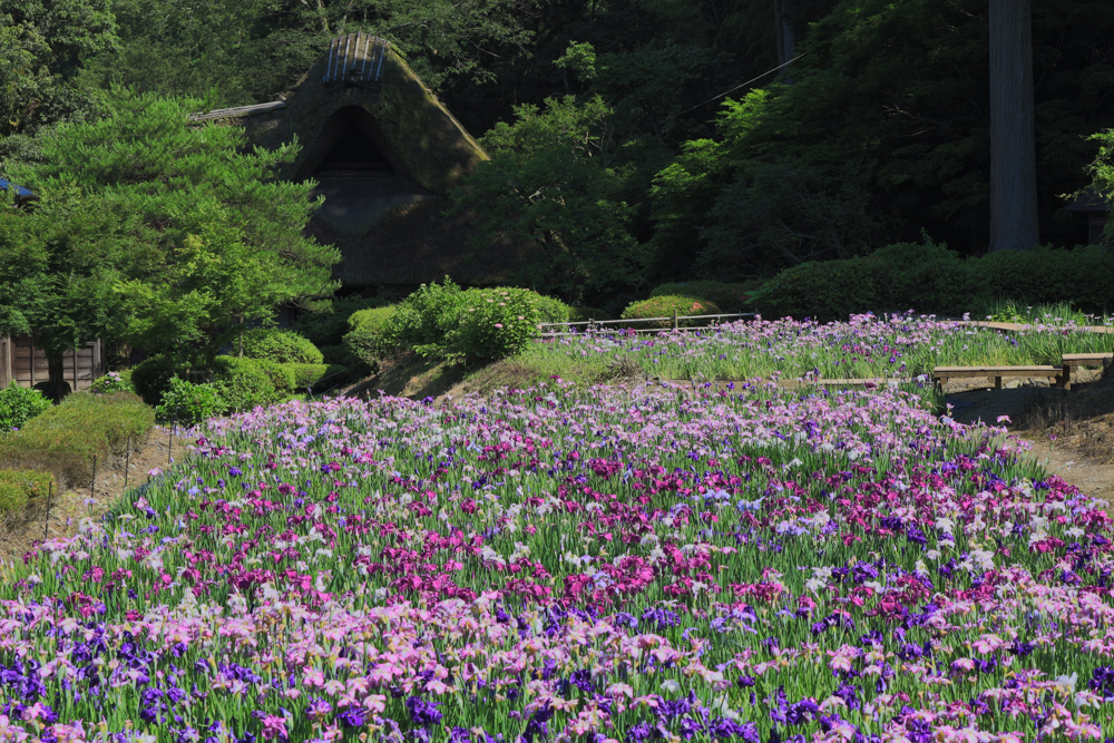 千古の家、花しょうう 、４月の春の花、福井県坂井市の観光・撮影スポット