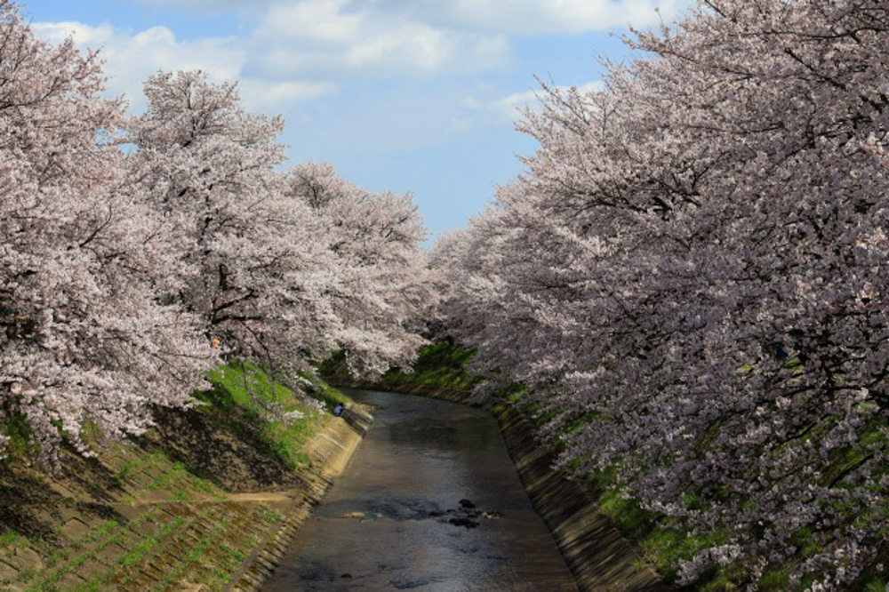 吉野瀬川 、桜 、４月の春の花、福井県越前市の観光・撮影スポット