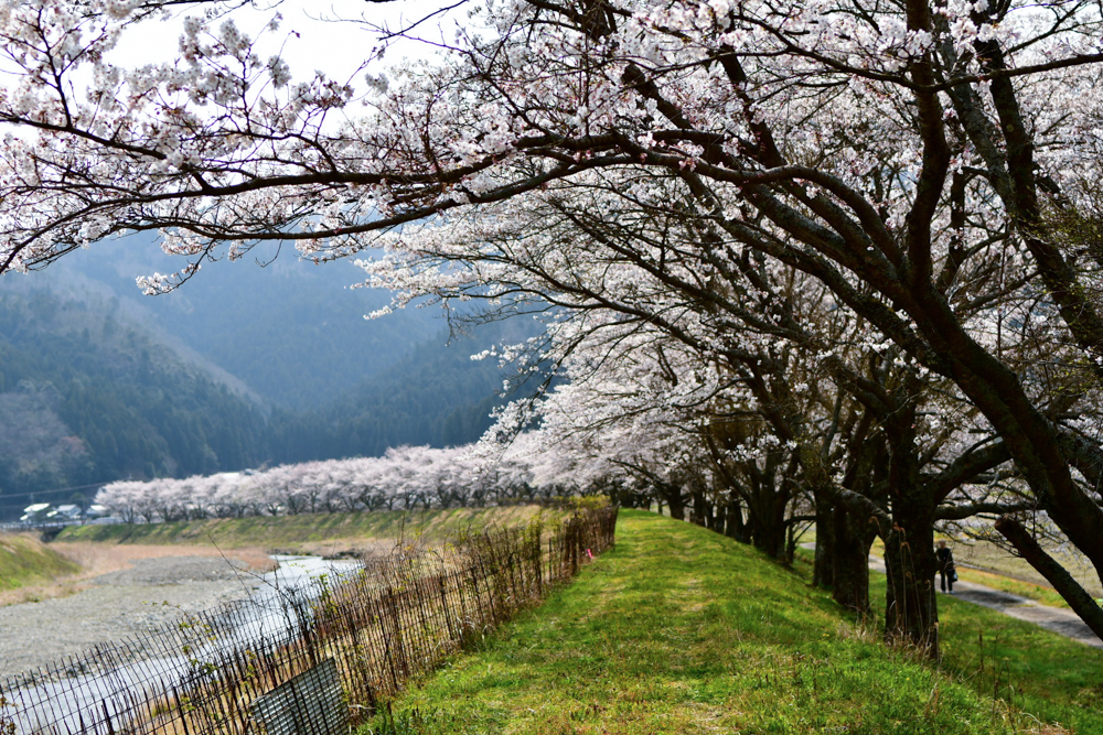 名田庄の桜並木、４月の春の花、福井県大飯郡の観光・撮影スポット
