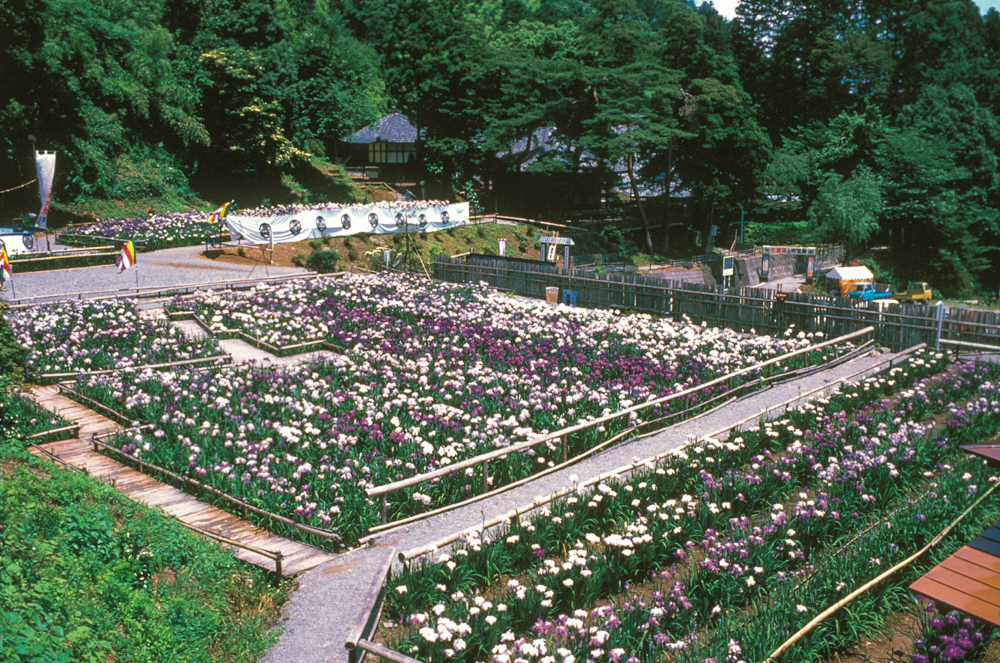 大安禅寺 花しょうぶ園、６月の春の花、福井県福井市の観光・撮影スポット