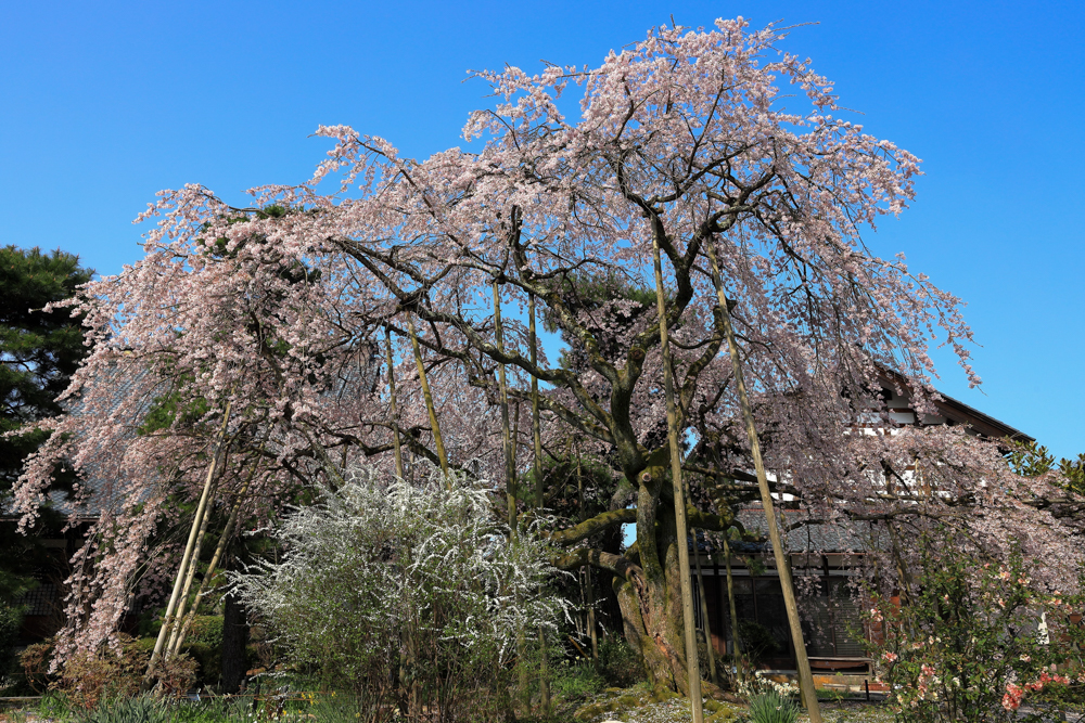 大宝寺 、しだれ桜 、４月の春の花、福井県越前市の観光・撮影スポット