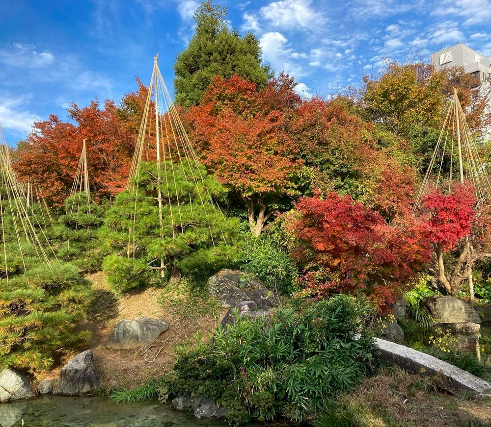 富山城跡公園、紅葉、もみじ、11月秋、富山県富山市の観光・撮影スポット