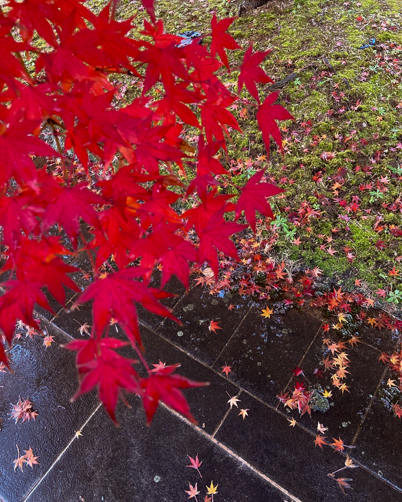富山城跡公園、紅葉、もみじ、11月秋、富山県富山市の観光・撮影スポット