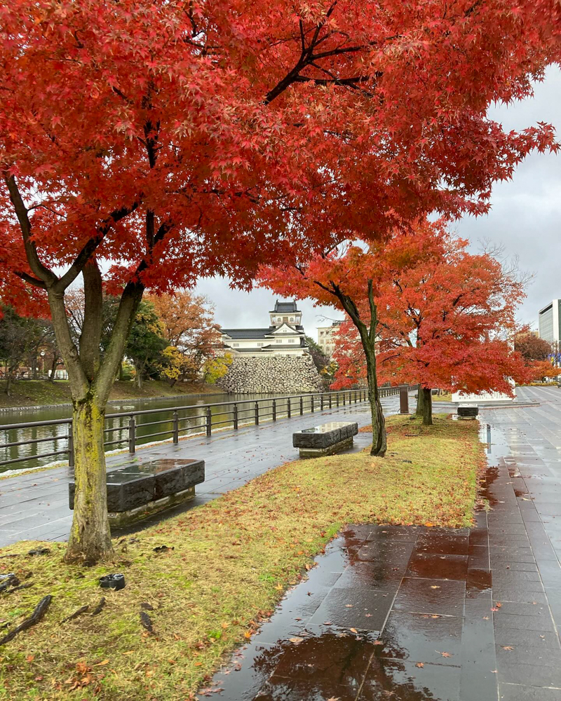 富山城跡公園、紅葉、もみじ、11月秋、富山県富山市の観光・撮影スポット