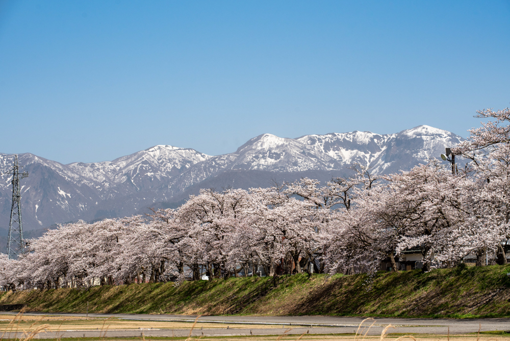 勝山弁天桜 、桜 、４月の春の花、福井県勝山市の観光・撮影スポット