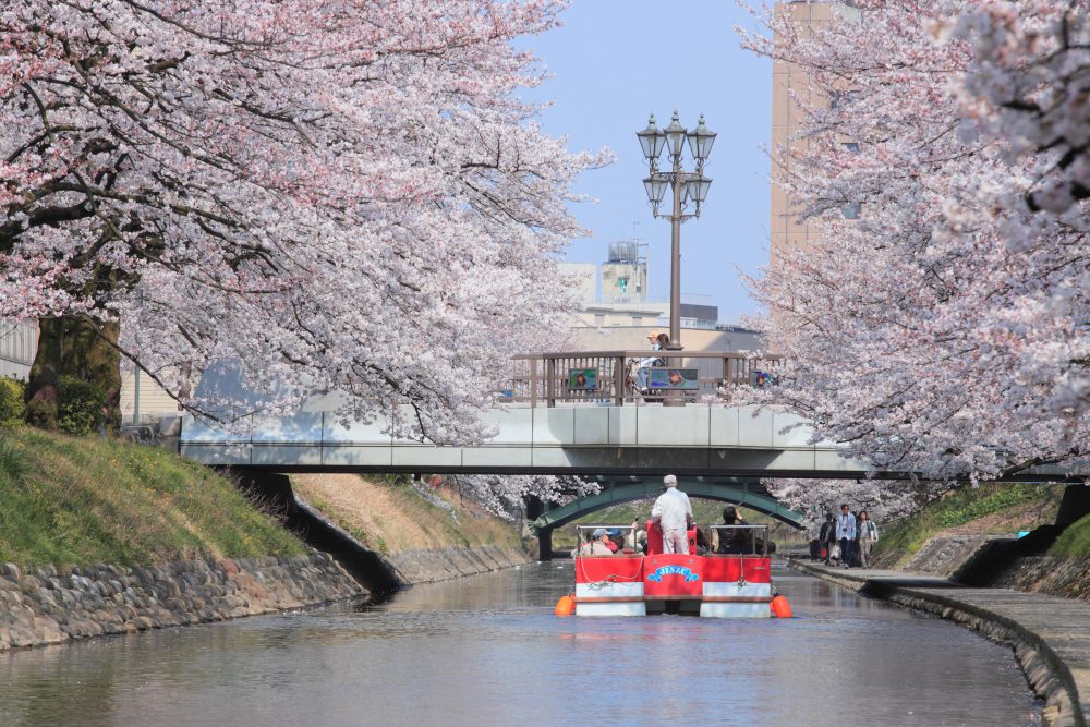 松川遊覧船 、桜 、４月の春の花、富山県富山市の観光・撮影スポット