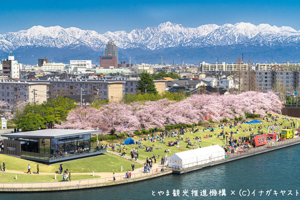 富岩運河環水公園 、桜 、４月の春の花、富山県富山市の観光・撮影スポット