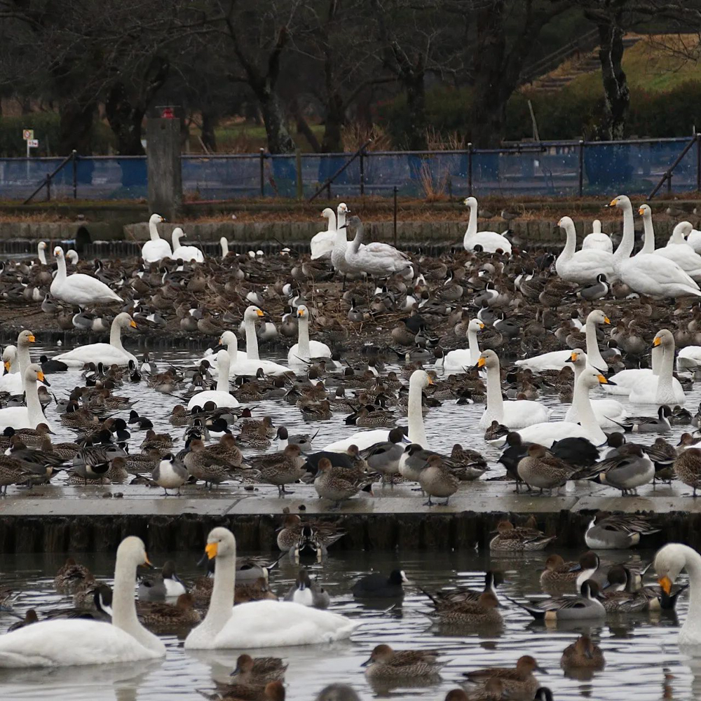 瓢湖水きん公園、白鳥、2023年1月、新潟県阿賀野市